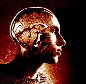Brain