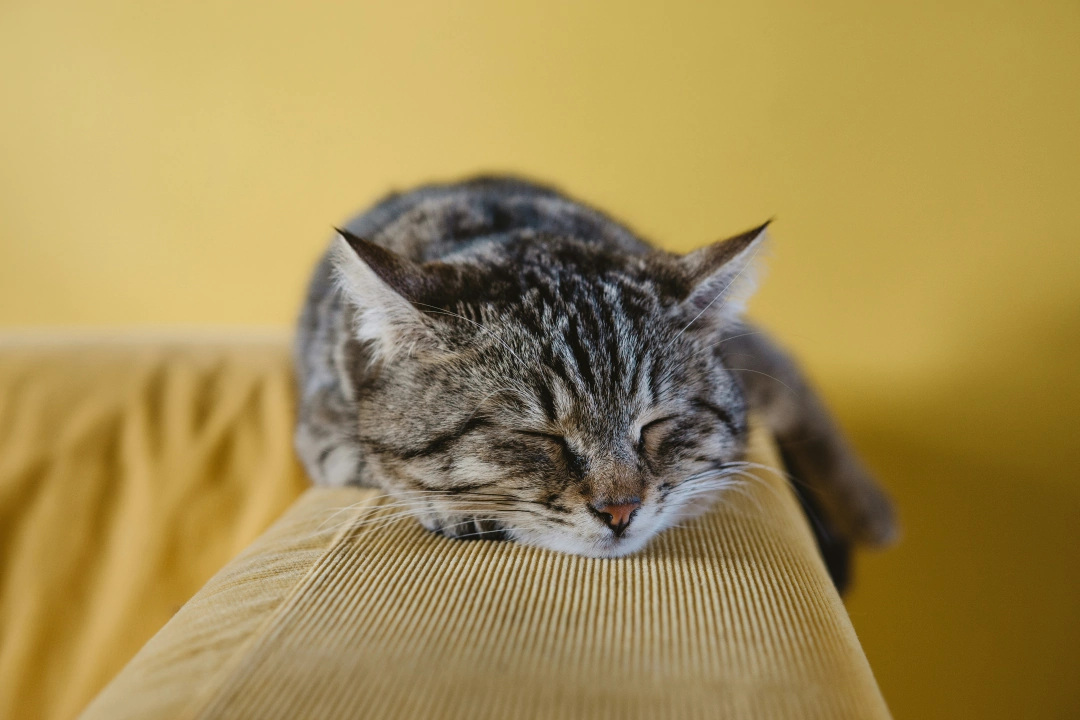 Cat sleeping on arm of couch